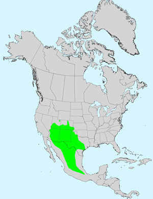 North America species range map for Threadleaf Ragwort, Senecio flaccidus var. flaccidus: Click image for full size map.